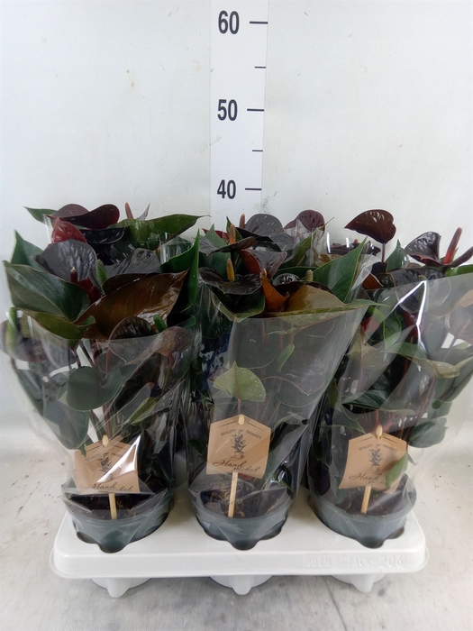 <h4>Anthurium  'Black Love'</h4>