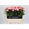 Paeonia Sarah Bernhardt