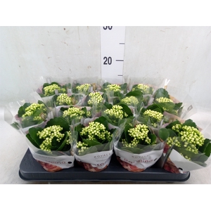 Kalanchoe blos. 'RosDon Dione'