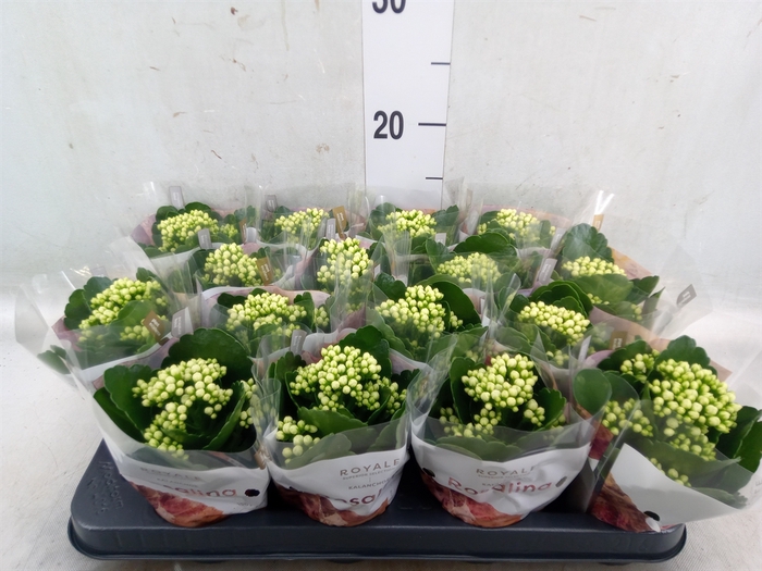 <h4>Kalanchoe blos. 'RosDon Dione'</h4>
