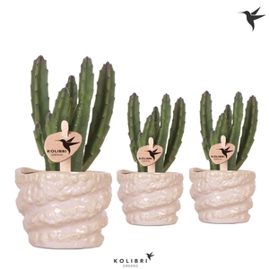 Kolibri Greens Stapelia Leendertziae in Octopus pot