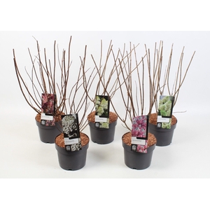 Hydrangea paniculata Mix 19 cm kaal hout