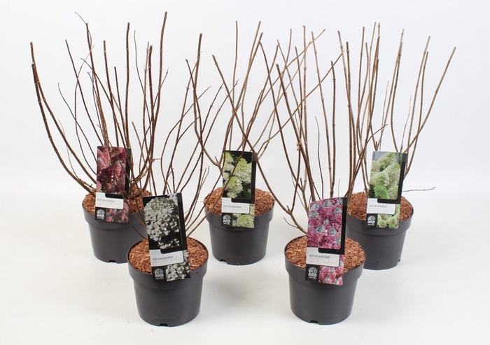 <h4>Hydrangea Paniculata 'Mix ' 19 cm</h4>