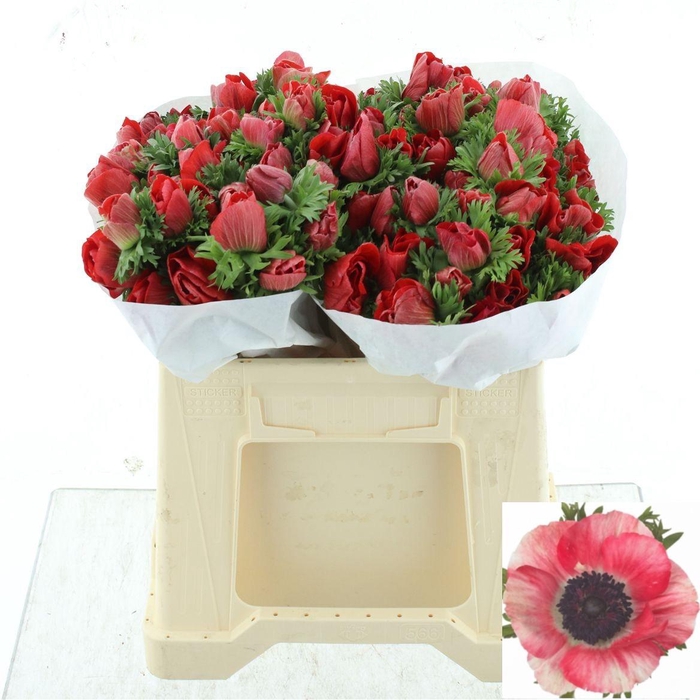 <h4>ANEM CO MIS + RED</h4>