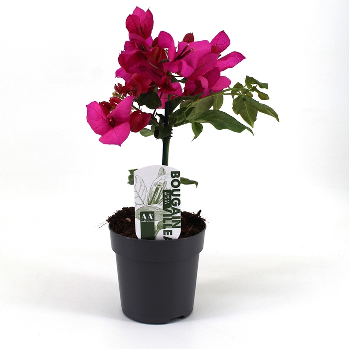 <h4>Bougainvillea 'Sanderiana' 10,5cm</h4>