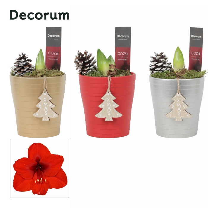 <h4>Amaryllis Rood 2 Knop Amy KERST (Decorum)</h4>