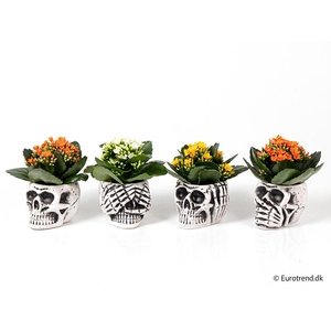 KALANCHOE BLOSSF P6 E 4749