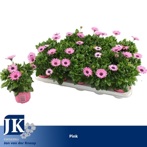 osteospermum Roze TST