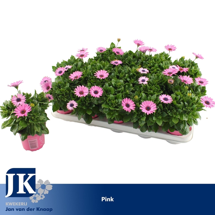 <h4>osteospermum Roze TST</h4>