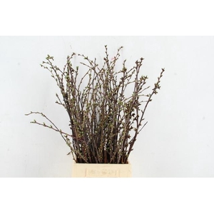 KERSENBLOESEM PER BUNCH