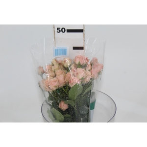 ROSA SPRAY BANDOLEIRO 040 CM CHAMPAGNE/CREME