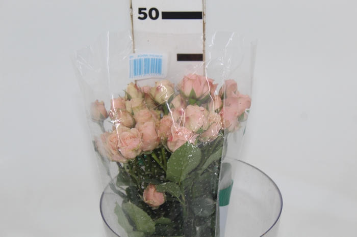 ROSA SPRAY BANDOLEIRO 040 CM CHAMPAGNE/CREME