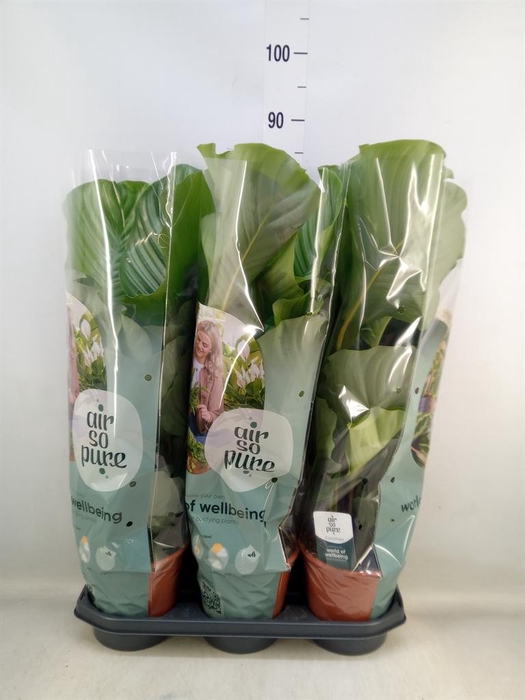 <h4>Calathea orbifolia</h4>