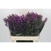 Aster Baby Pink