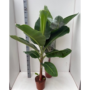 MUSA DWARF CAVENDISH