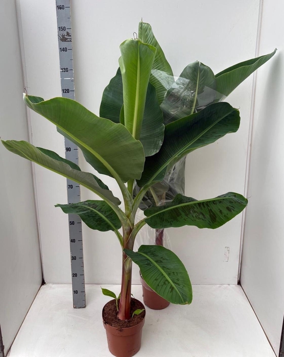 <h4>MUSA DWARF CAVENDISH</h4>