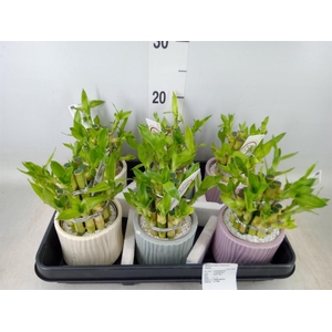 Dracaena sand. 'Lucky Bamboo' ..pyr