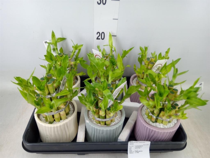 <h4>Dracaena sand. 'Lucky Bamboo' ..pyr</h4>