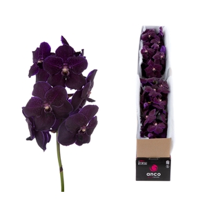 Vanda Velvet Blackberry X4