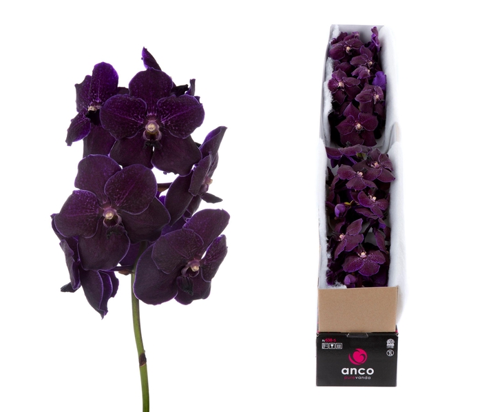 <h4>Vanda Velvet Blackberry X4</h4>
