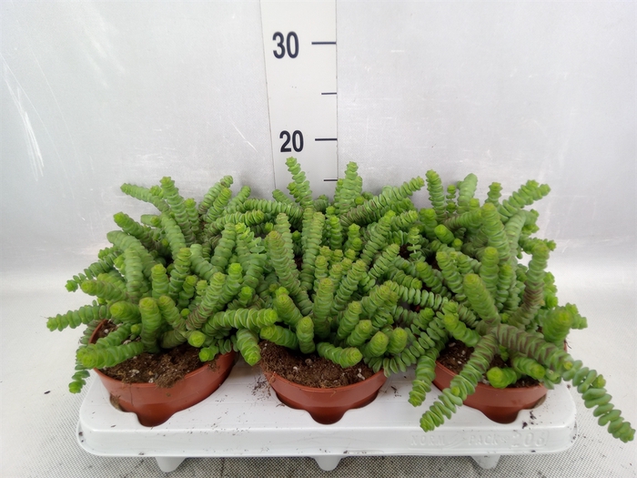 <h4>Crassula marnieriana</h4>