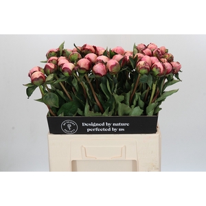 Paeonia Nick Shaylor