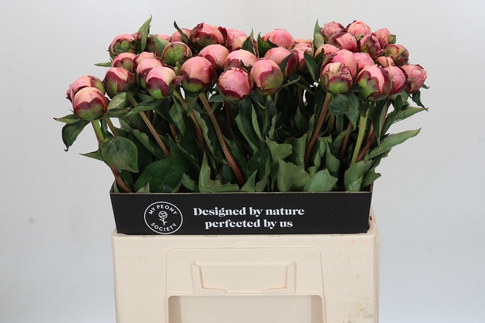 <h4>Paeonia Nick Shaylor</h4>