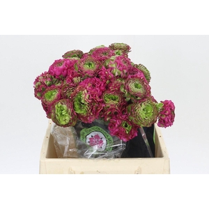 Ranunculus Pon Pon Fanny Extra