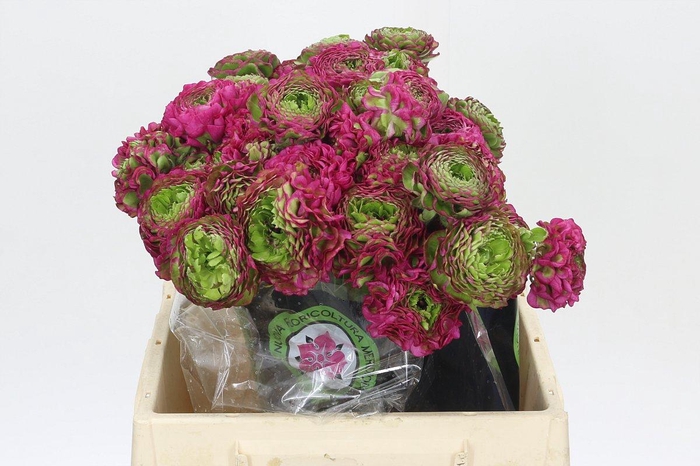 <h4>Ranunculus Pon Pon Fanny Extra</h4>