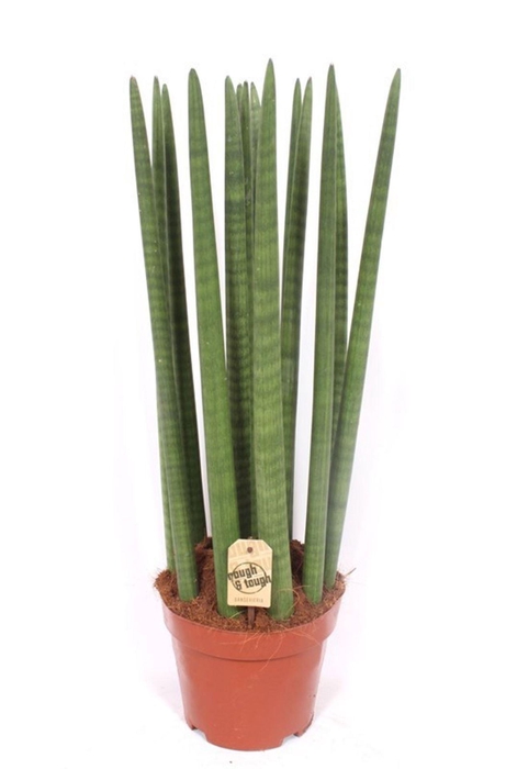 <h4>Sansevieria Cylindrica</h4>