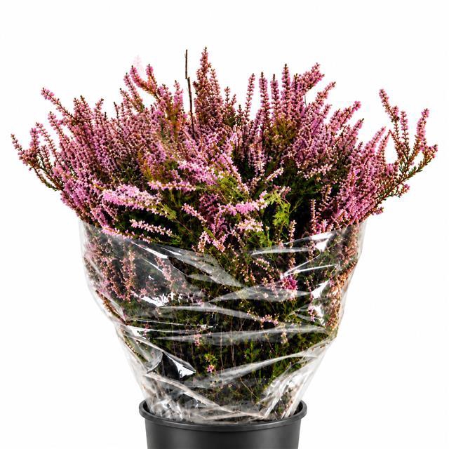 <h4>Erica Pink (Per Bunch)</h4>