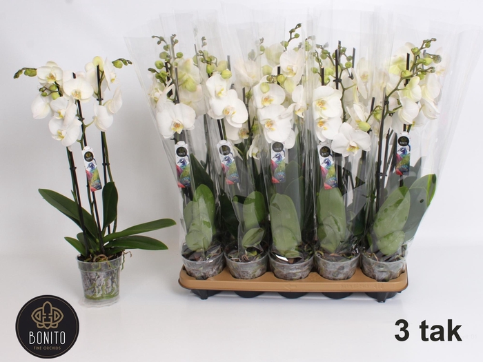 <h4>PHAL AN NOTTINGHAM</h4>