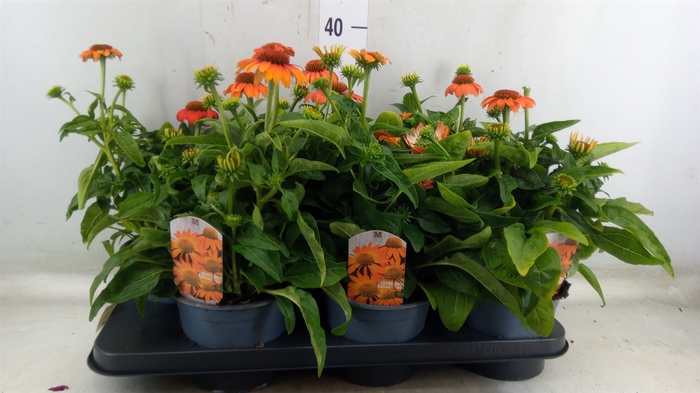 <h4>Echinacea  'Sombrero Flamenco Oran'</h4>