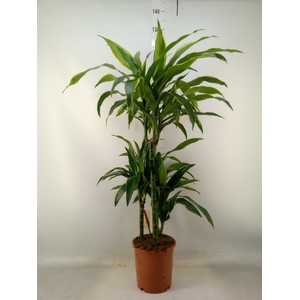 Dracaena fr de 'Art'