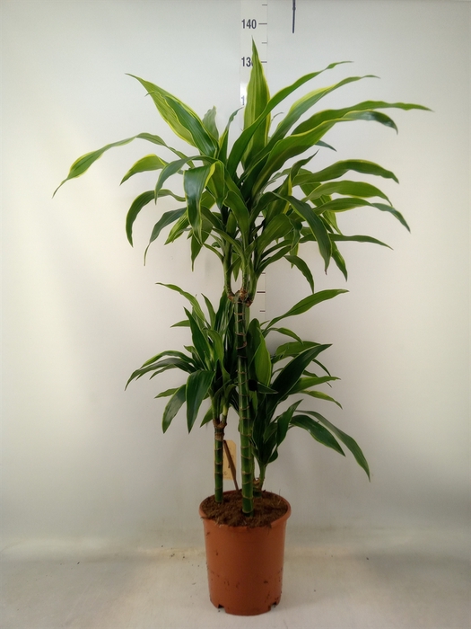 <h4>Dracaena fr de 'Art'</h4>