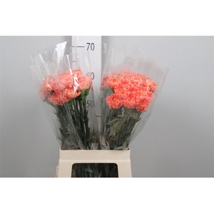 Di St Hermes Orange