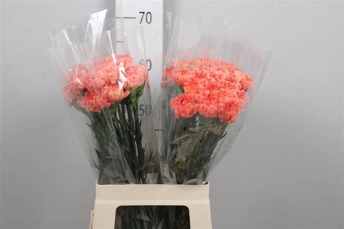 <h4>Di St Hermes Orange</h4>