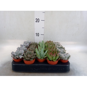 Echeveria   ...mix
