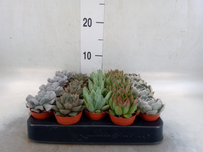 <h4>Echeveria ...mix</h4>