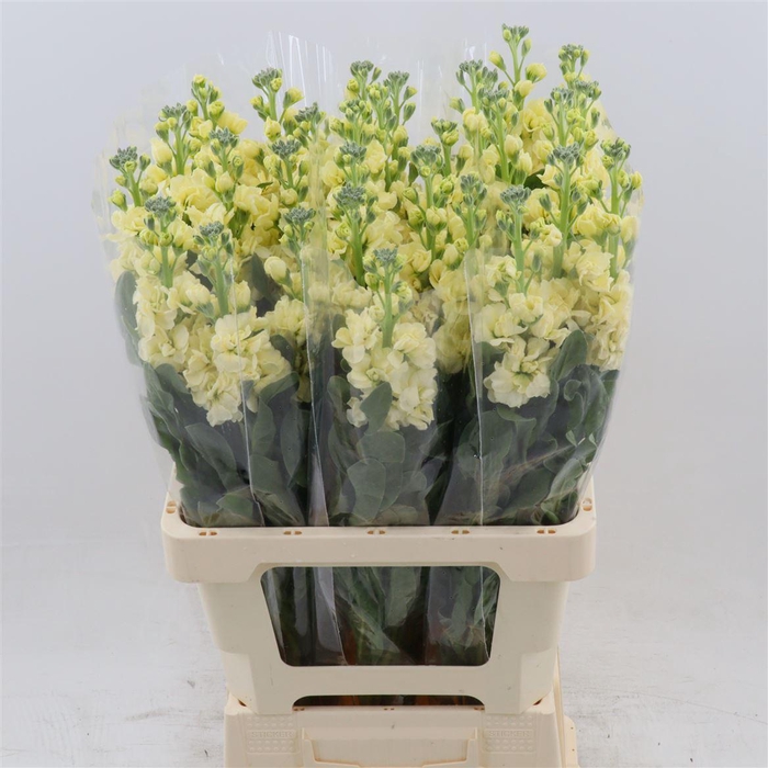 <h4>Matthiola Iron Yellow | Extra</h4>