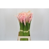 Zantedeschia Eydolls Salmon