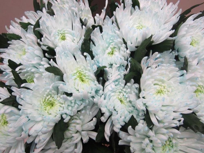 <h4>Chr G Topspin G Sweet Blauw</h4>