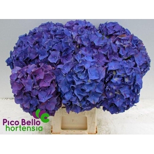 Hydrangea rodeo purple