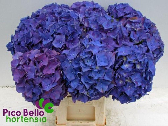 <h4>Hydrangea rodeo purple</h4>