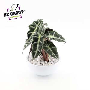 Arrangement Alocasia in schaal