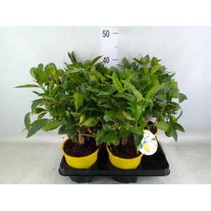 Citrofortunella floridana