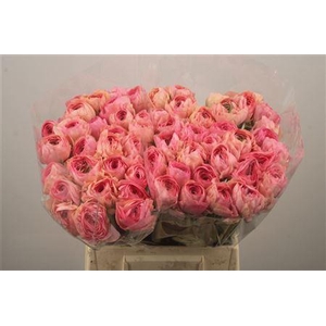 Ran Su Grand Pastel Ex