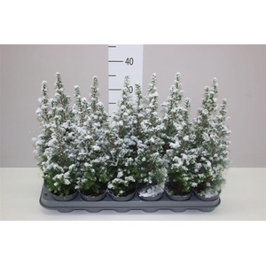 Chamaecyparis Th Top Point Snow