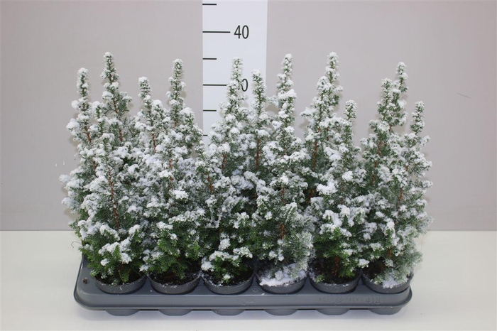 <h4>Chamaecyparis Th Top Point Snow</h4>