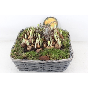 arr4 Narcis PL - Mand 4kant naturel XL